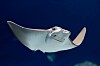 Ubuntu 26.10 Stonking Stingray ships with a reported pre-release kernel